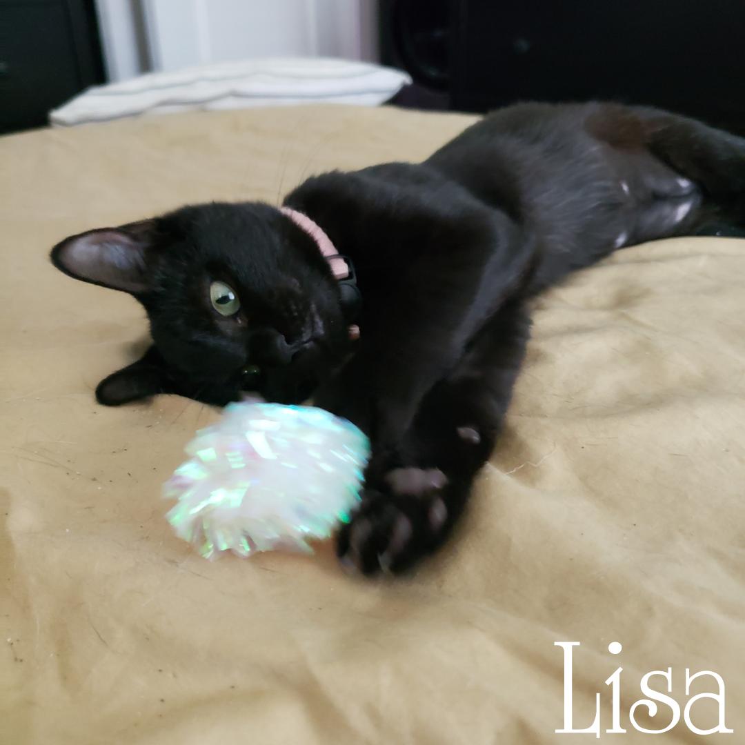 Bonded Bart and Lisa Simpson, a Adoptable Domestic Short Hair in Dallas, TX image 3/3