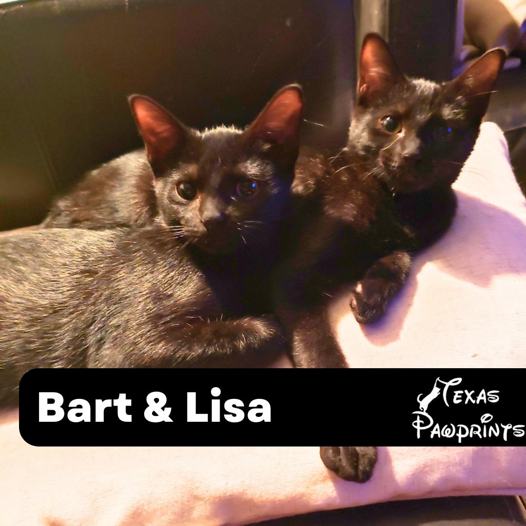 Bonded Bart and Lisa Simpson, a Adoptable Domestic Short Hair in Dallas, TX image 1/3
