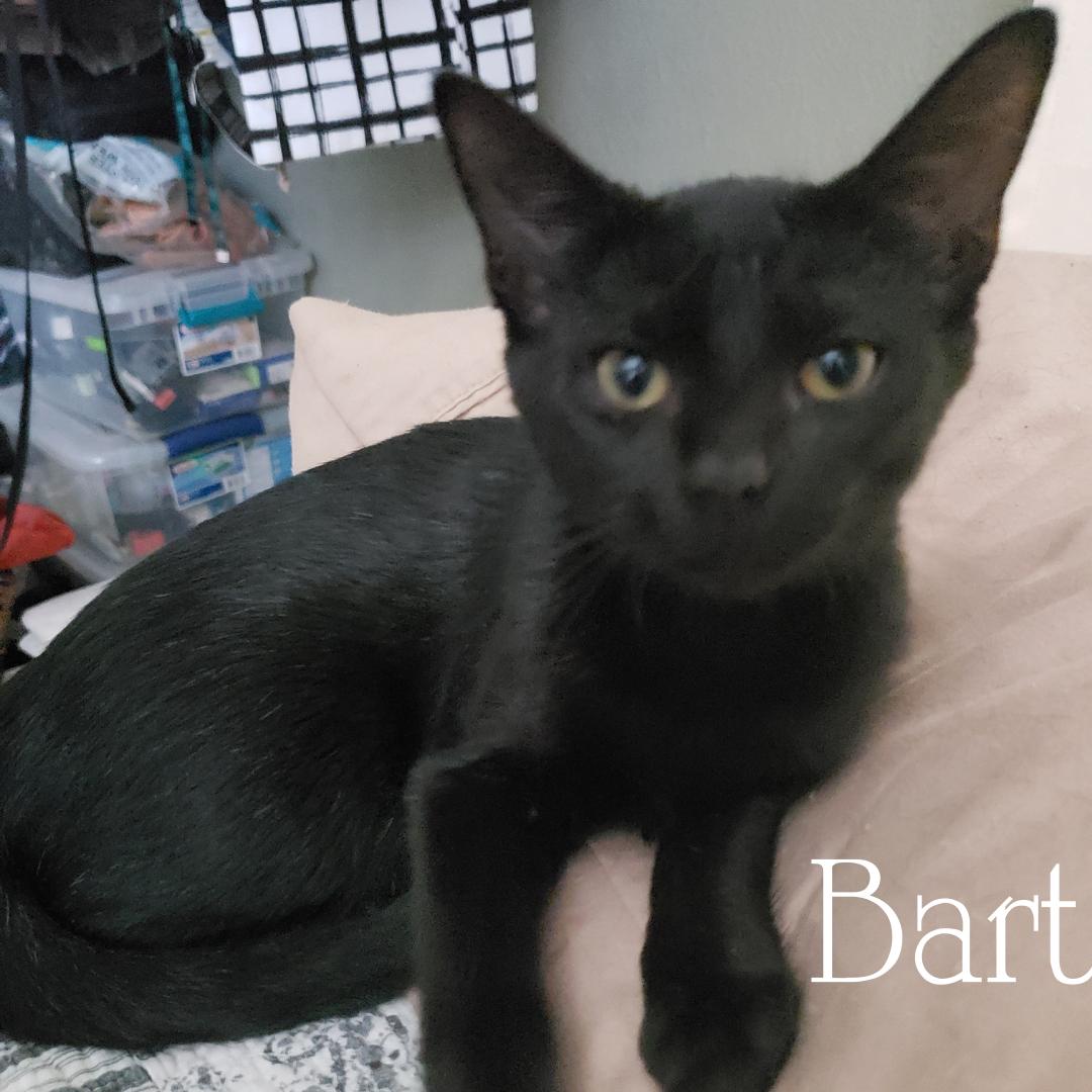 Bonded Bart and Lisa Simpson, a Adoptable Domestic Short Hair in Dallas, TX image 2/3