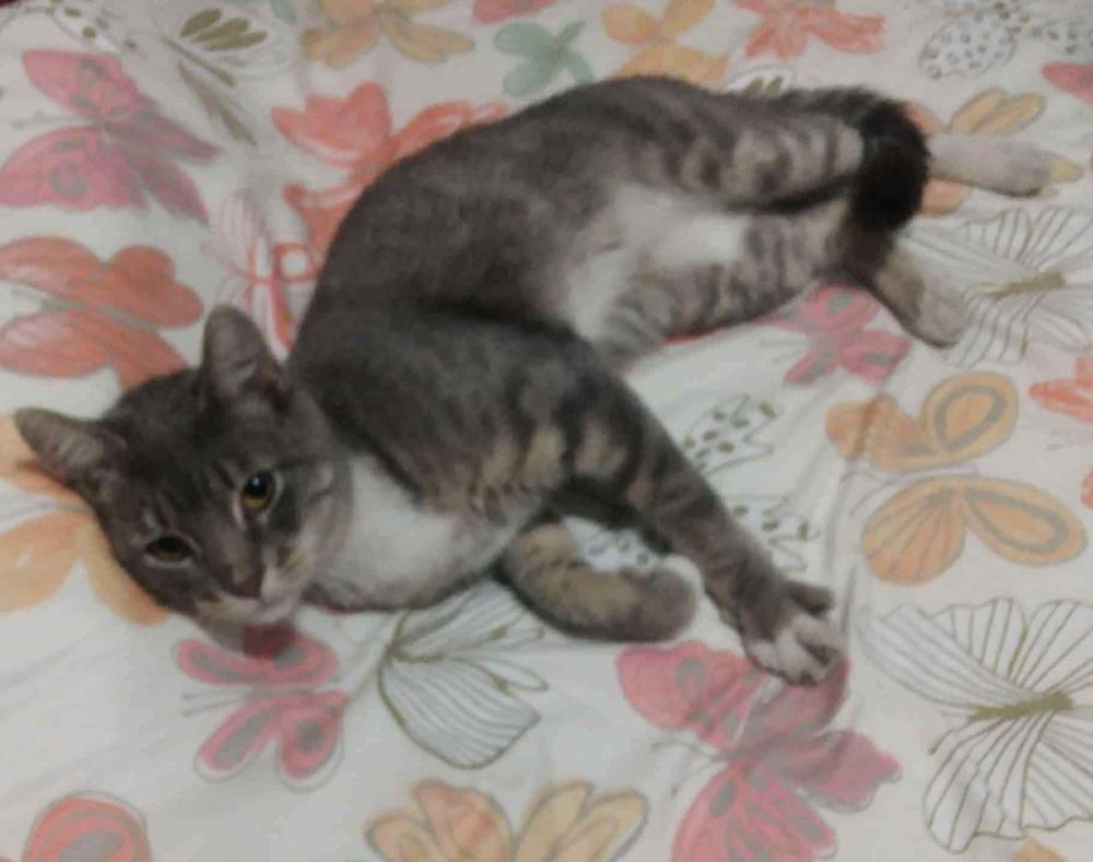 Enlarge Bubulubu, a Adoptable Domestic Short Hair in Homer Glen, IL image 1/1