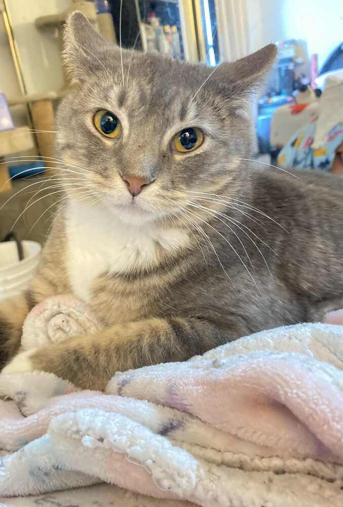 Bubulubu, Adoptable, Kitten Female Domestic Short Hair.