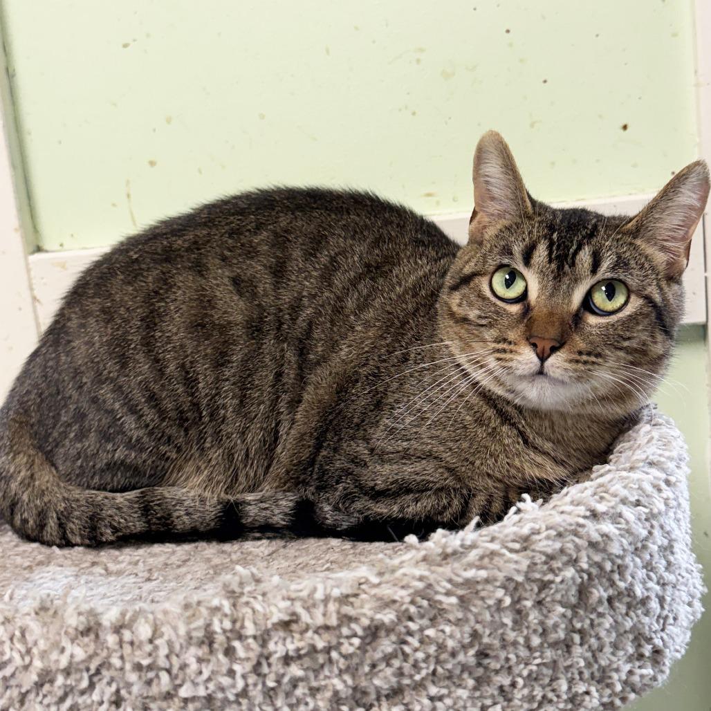 Gerald, Adoptable, Adult Male Domestic Short Hair.