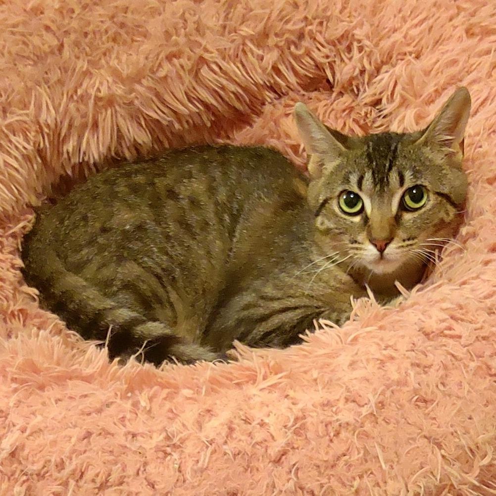 Enlarge Gerald, a Adoptable Domestic Short Hair in Mount Juliet, TN image 2/2
