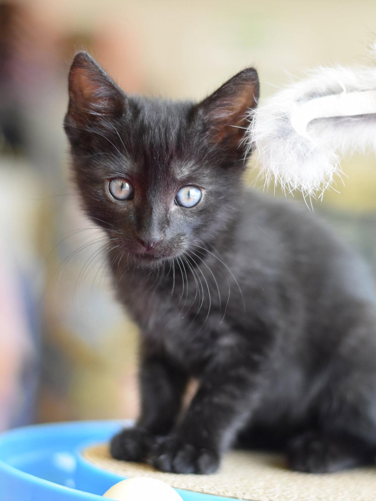 Bubba, Adopted, Kitten Male Domestic Medium Hair.