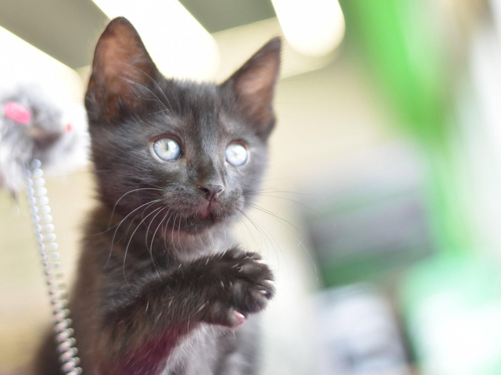 Bubba, a Adopted Domestic Medium Hair in Montgomery, TX image 2/3