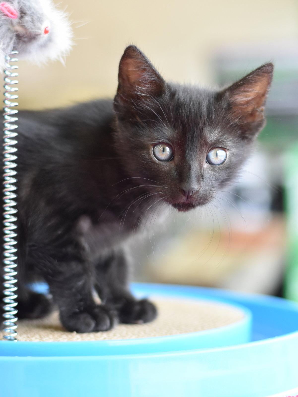 Bubba, a Adopted Domestic Medium Hair in Montgomery, TX image 3/3