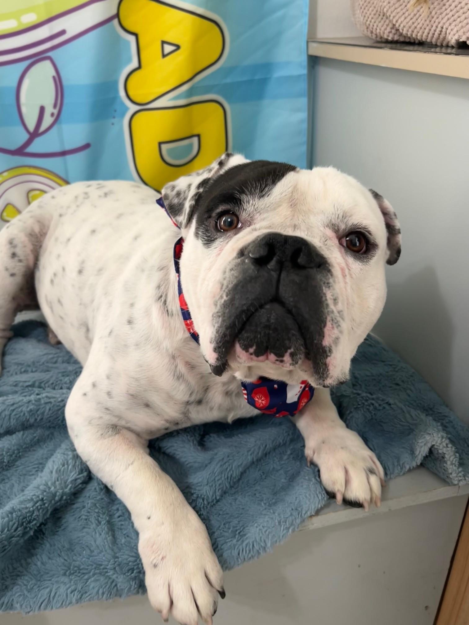 Enlarge Dior, a ADOPTABLE English Bulldog in Yakima, WA image 3/5