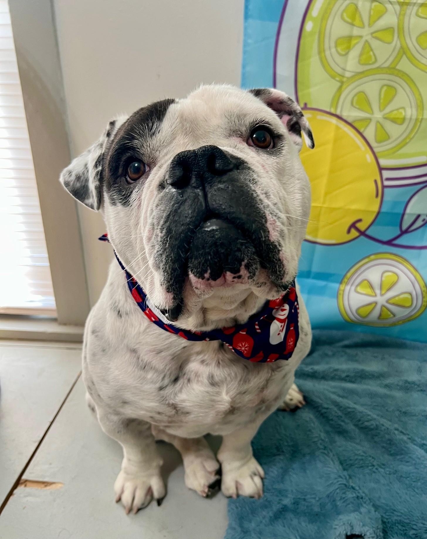 Dior, ADOPTABLE, Adult Male English Bulldog.