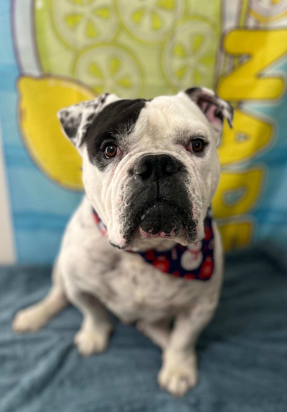 Enlarge Dior, a ADOPTABLE English Bulldog in Yakima, WA image 4/5