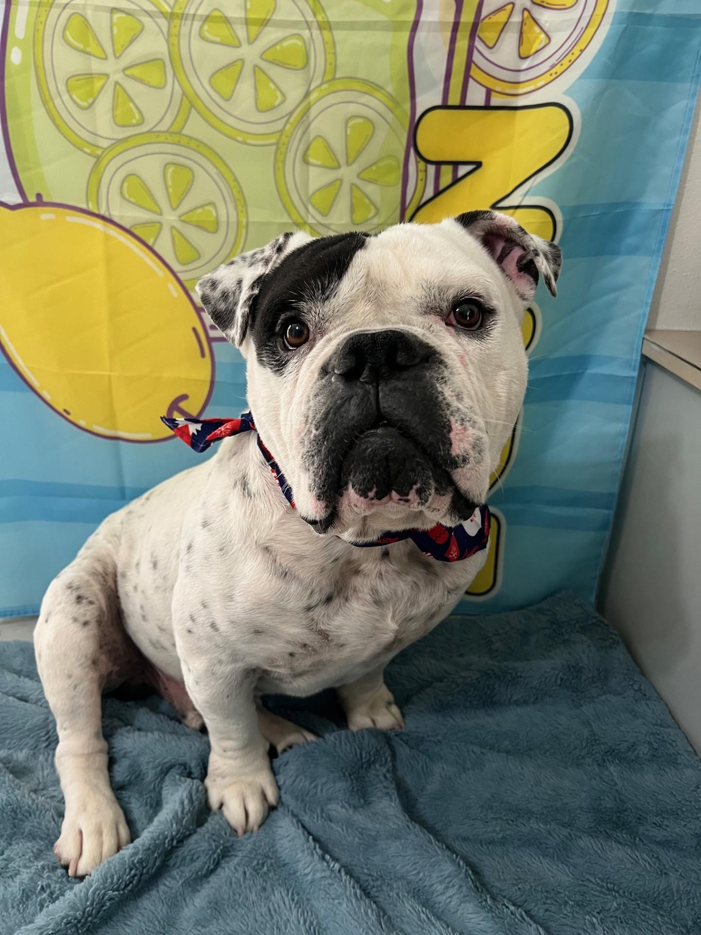 Enlarge Dior, a ADOPTABLE English Bulldog in Yakima, WA image 5/5