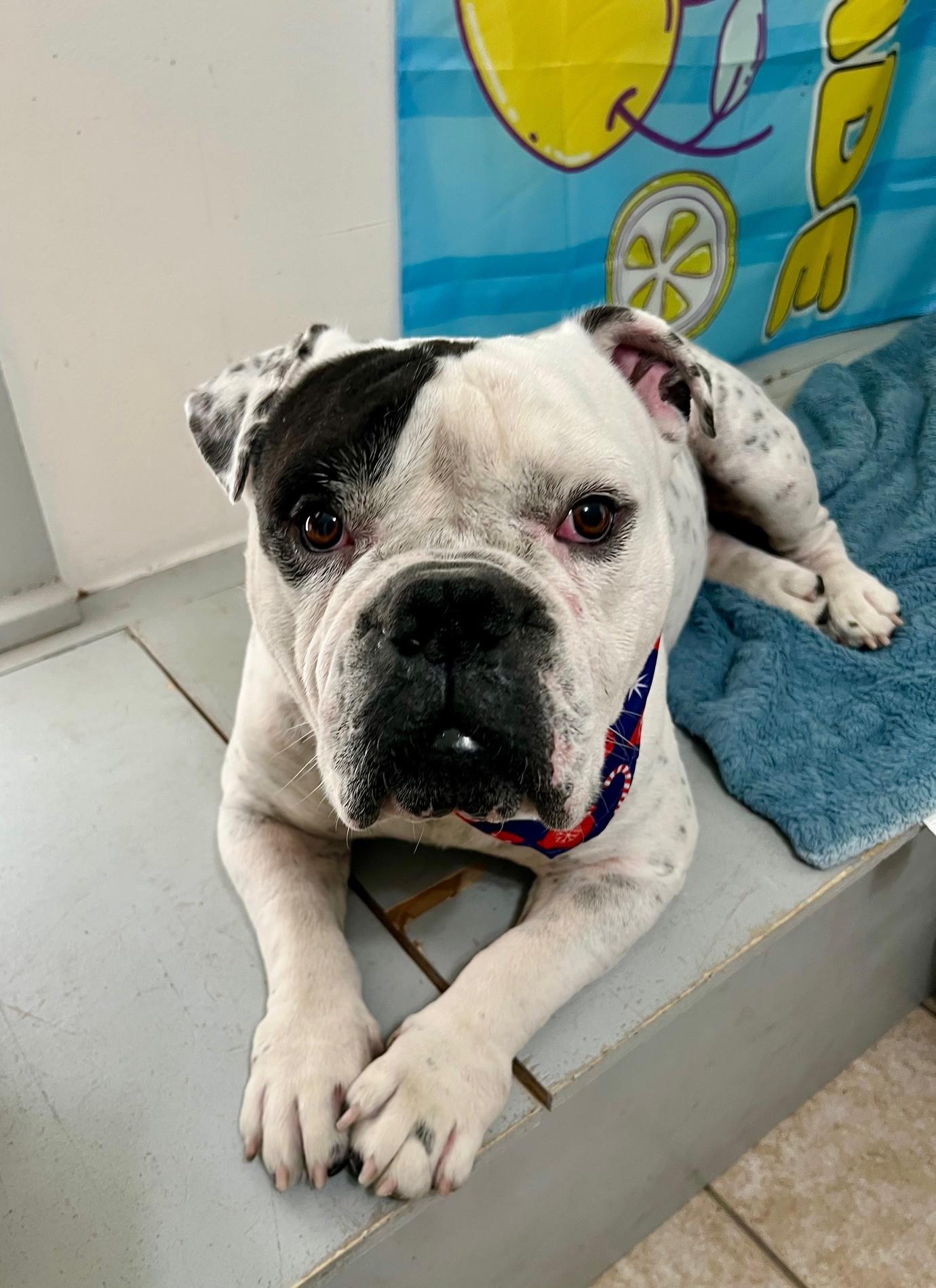 Enlarge Dior, a ADOPTABLE English Bulldog in Yakima, WA image 2/5