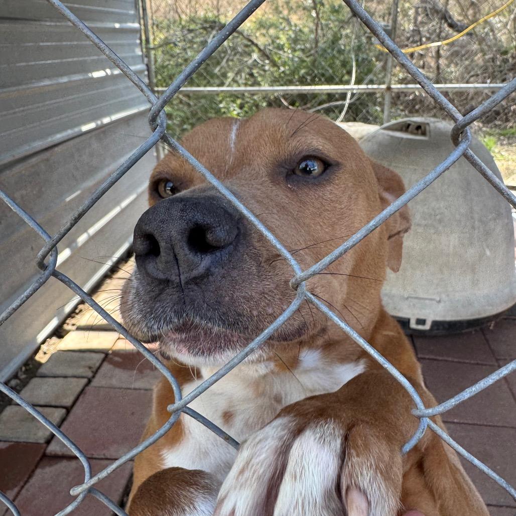 BELLA, Adoptable, Adult Female Mountain Cur & Mixed Breed.