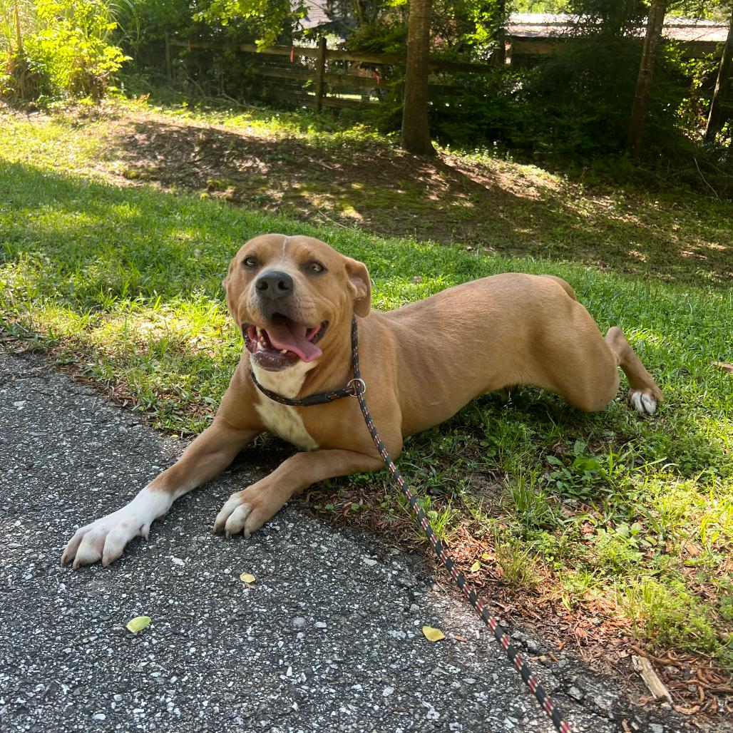 Enlarge BELLA, a Adoptable mixed breed in QUINCY, FL image 3/5
