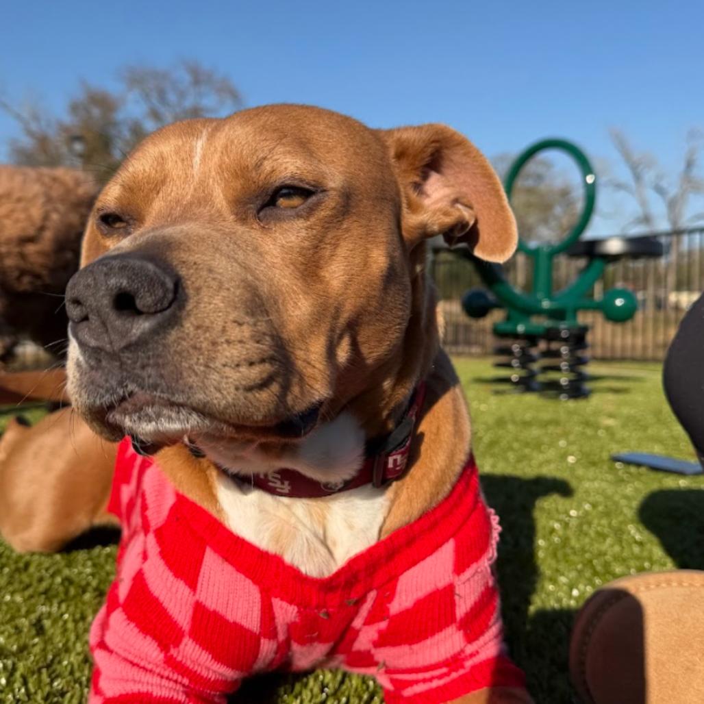 Enlarge BELLA, a Adoptable mixed breed in QUINCY, FL image 4/5