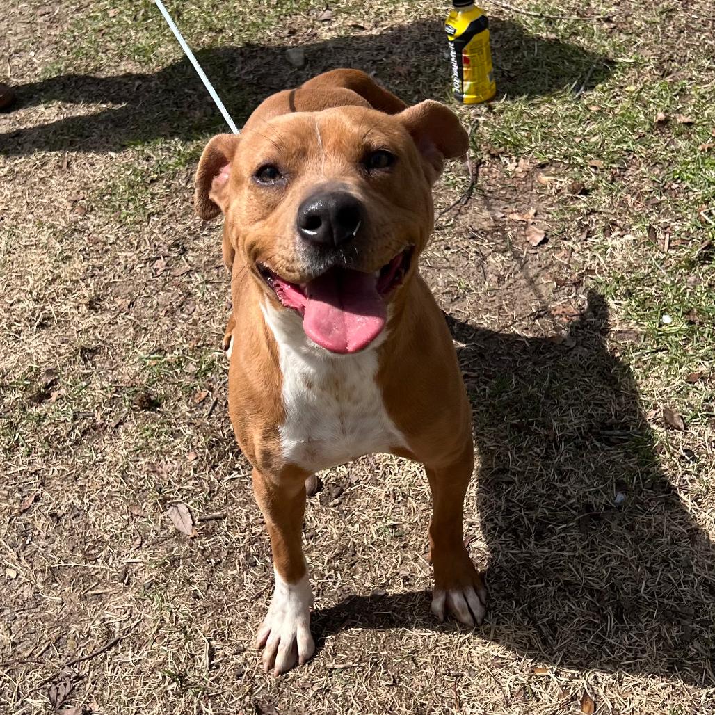 Enlarge BELLA, a Adoptable mixed breed in QUINCY, FL image 2/3