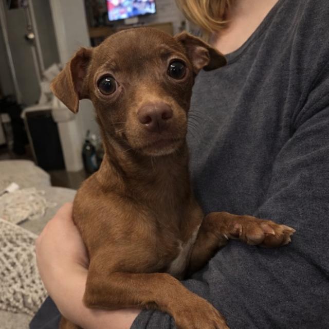 Enlarge Gigi, a ADOPTABLE Chihuahua in Orlando, FL image 1/1