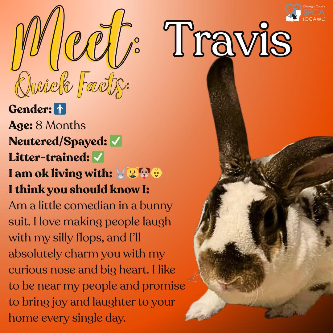 Enlarge Travis, a Adoptable mixed breed in Fulton, NY image 1/11