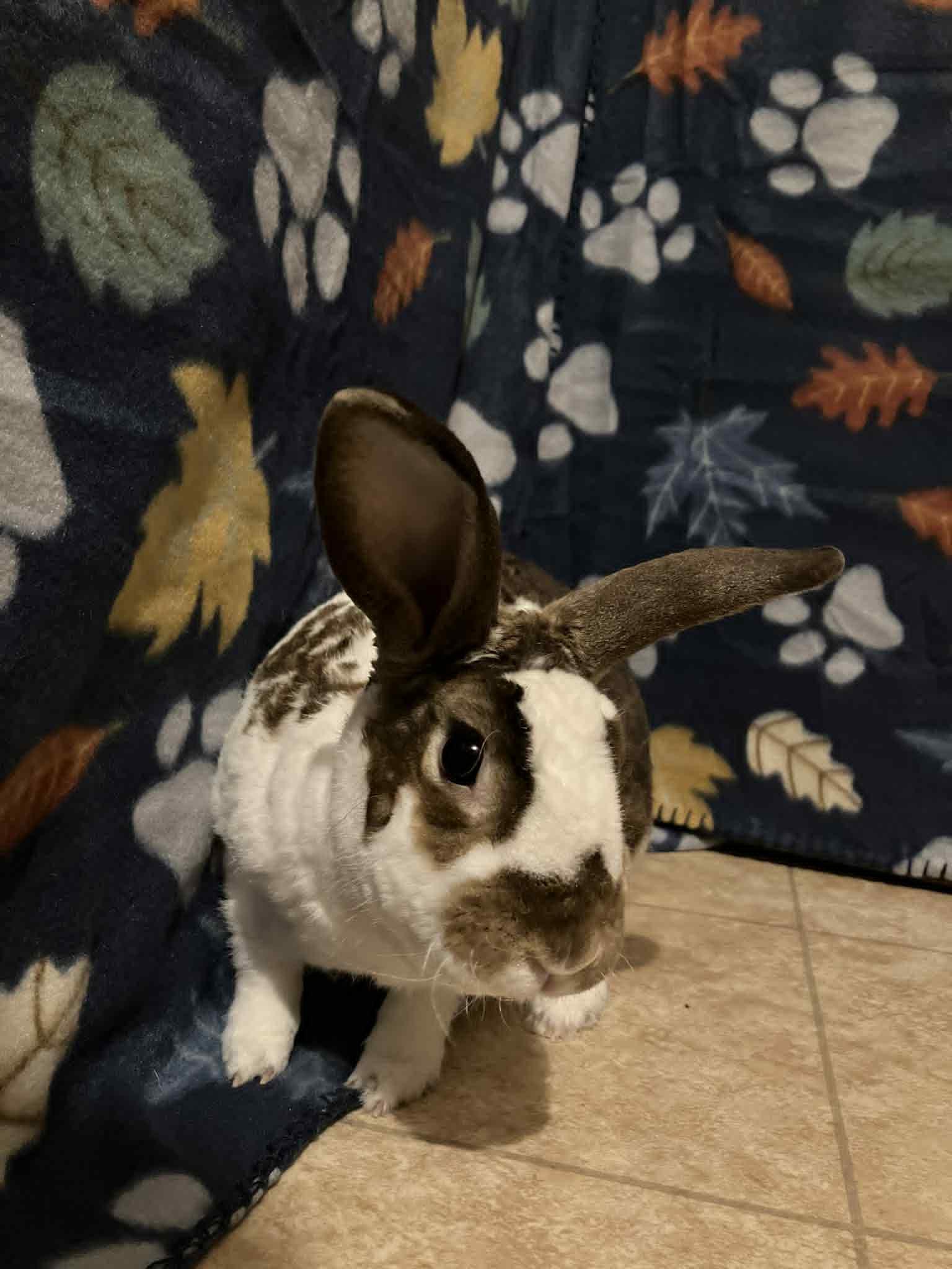 Enlarge Travis, a Adoptable mixed breed in Fulton, NY image 3/11