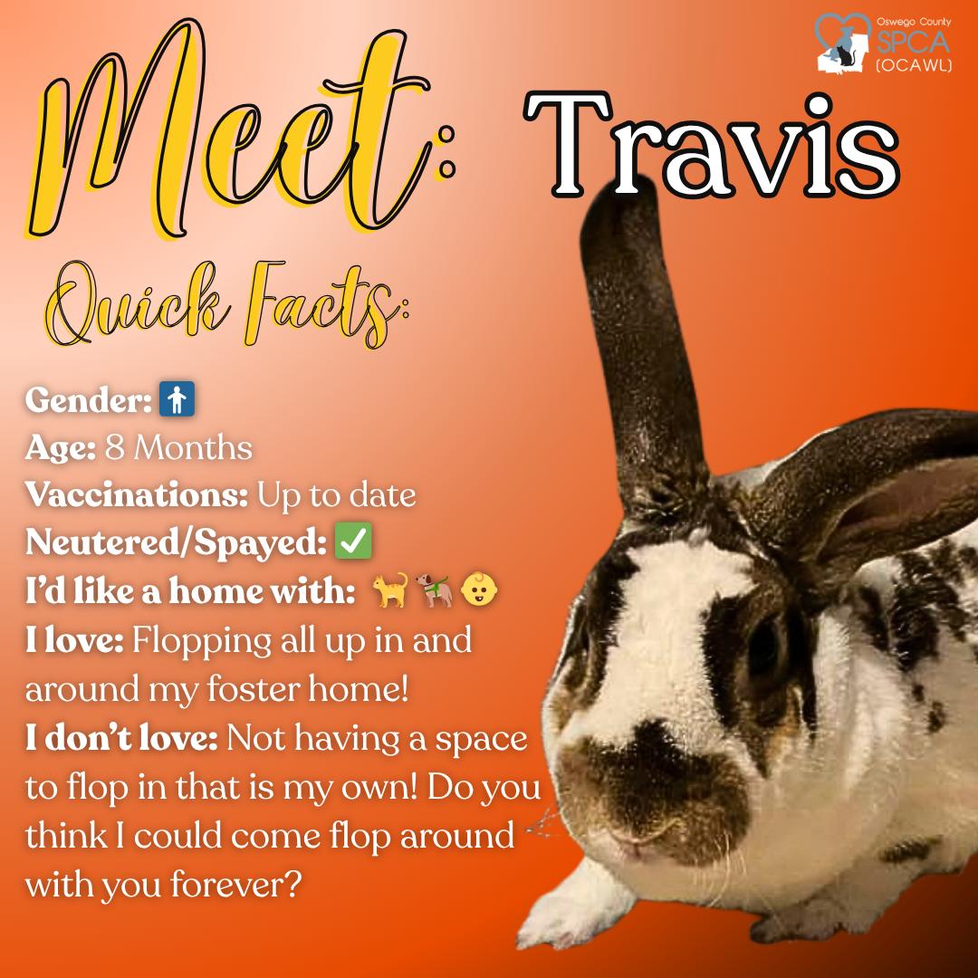 Enlarge Travis, a Adoptable mixed breed in Fulton, NY image 2/11