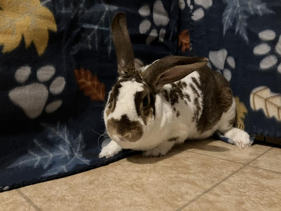 Enlarge Travis, a Adoptable mixed breed in Fulton, NY image 10/11