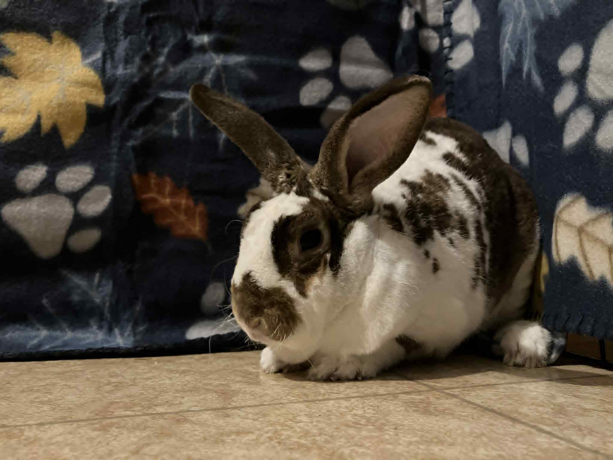 Enlarge Travis, a Adoptable mixed breed in Fulton, NY image 8/11