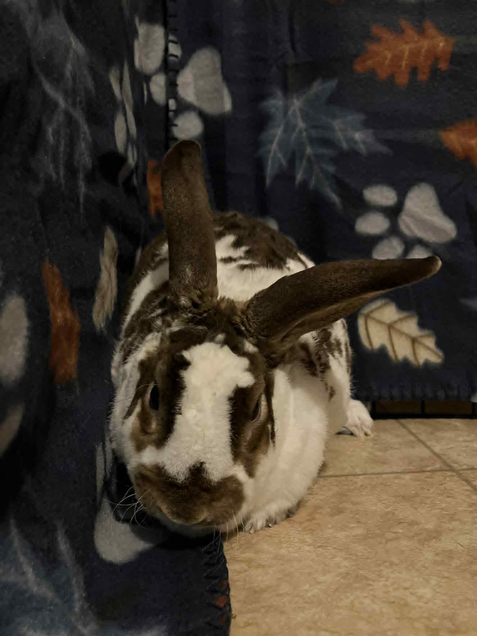 Enlarge Travis, a Adoptable mixed breed in Fulton, NY image 7/11