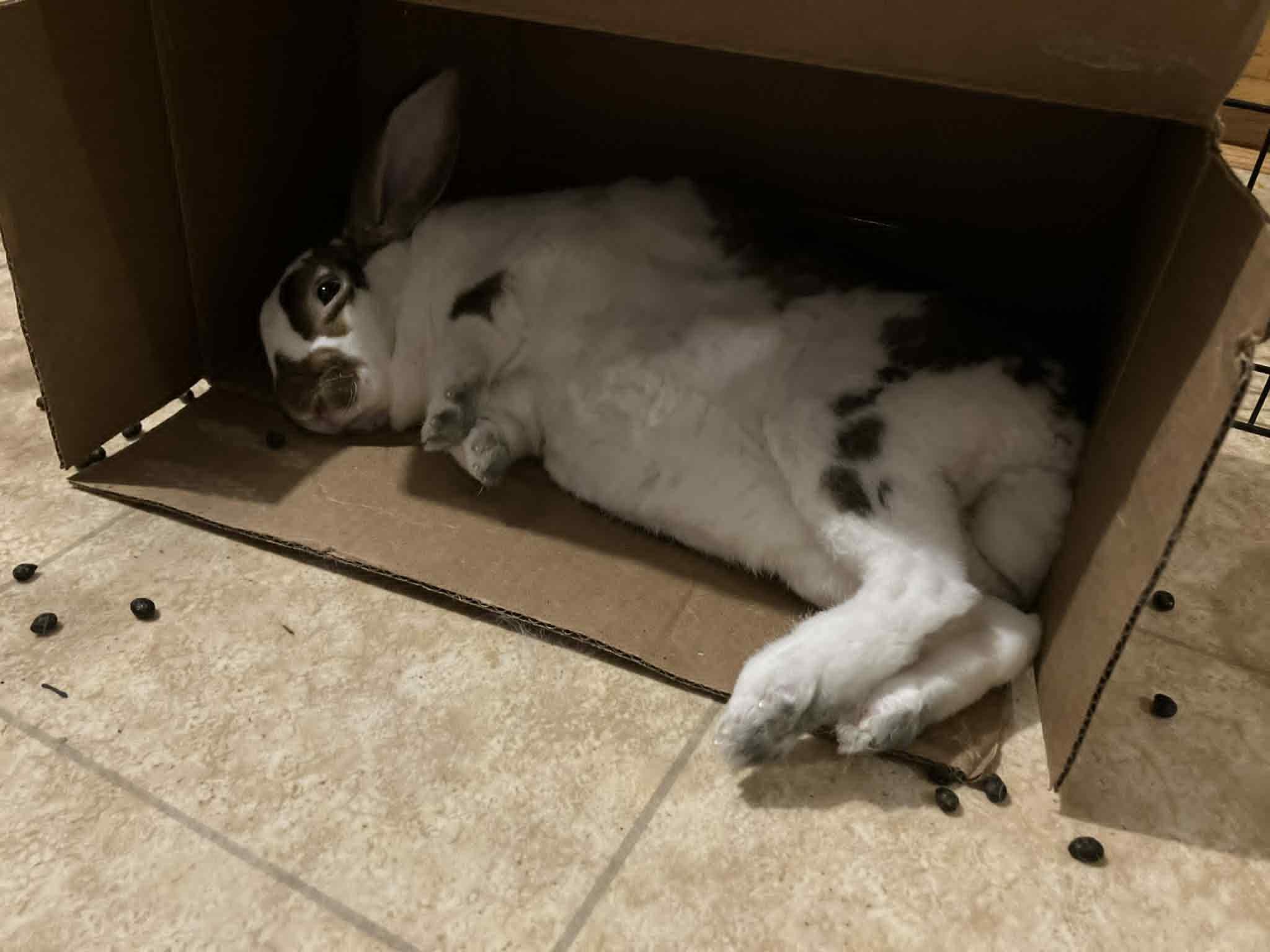 Enlarge Travis, a Adoptable mixed breed in Fulton, NY image 6/11