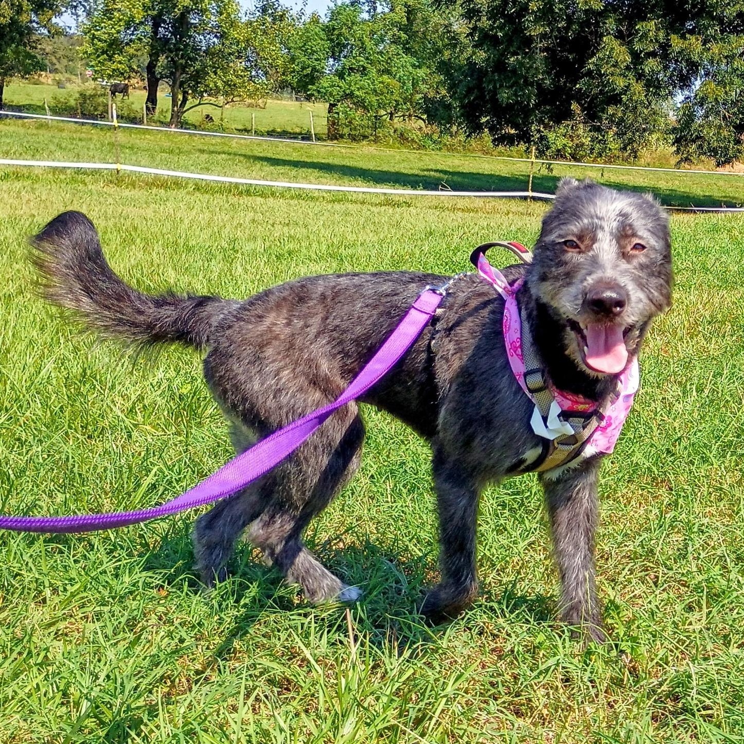 Aggie, Adoptable, Young Female German Wirehaired Pointer & Schnauzer.