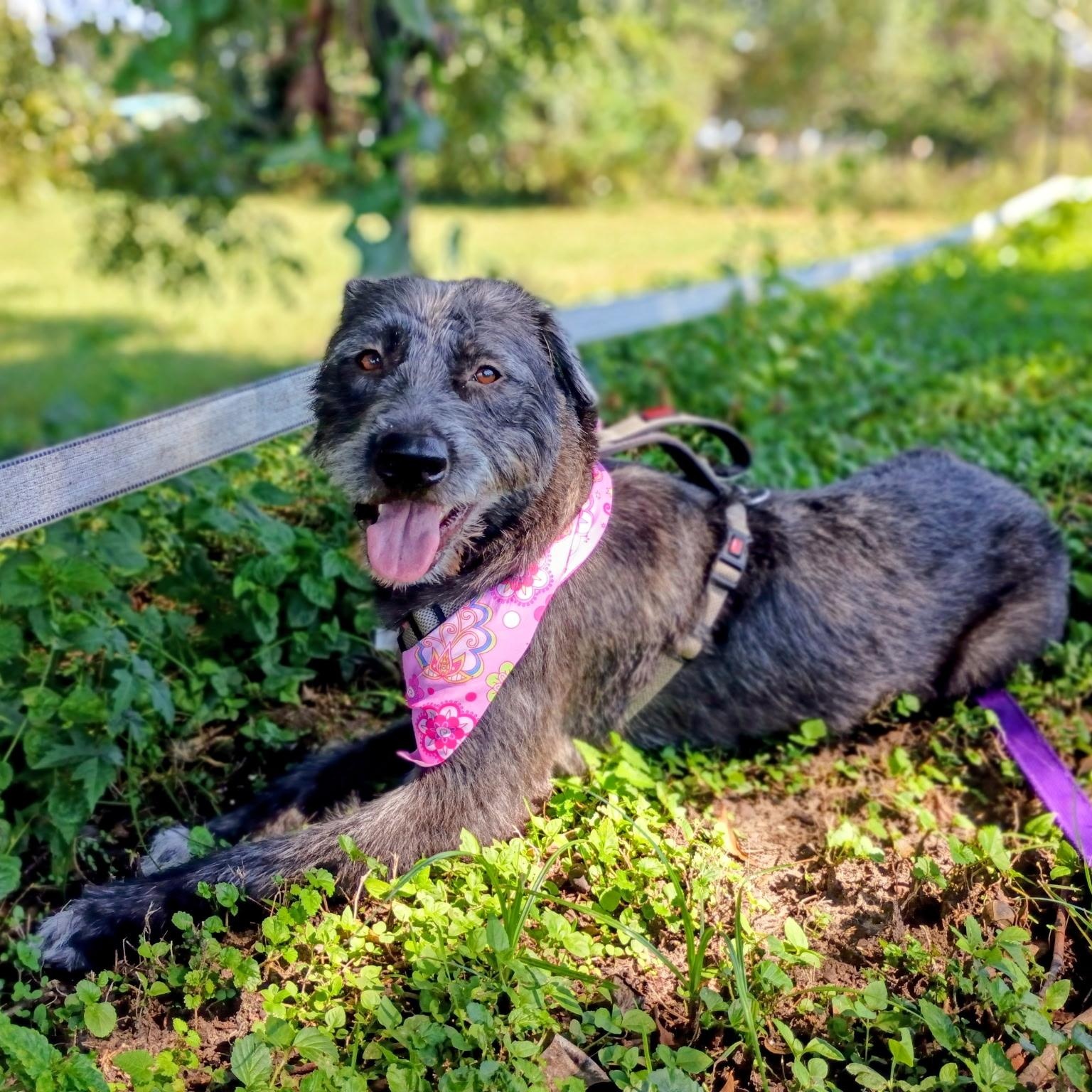 Enlarge Aggie, a Adoptable mixed breed in Hamburg, PA image 6/6
