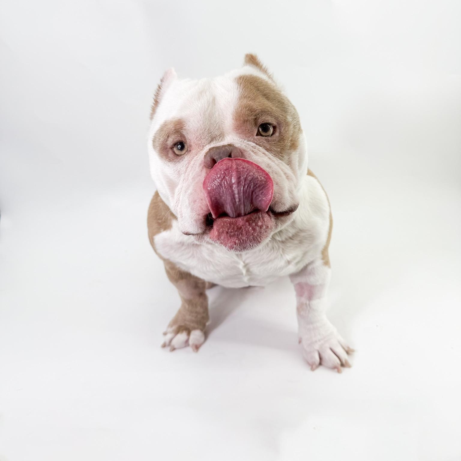Enlarge Goomba , a ADOPTABLE American Bully in Scottsdale, AZ image 3/4