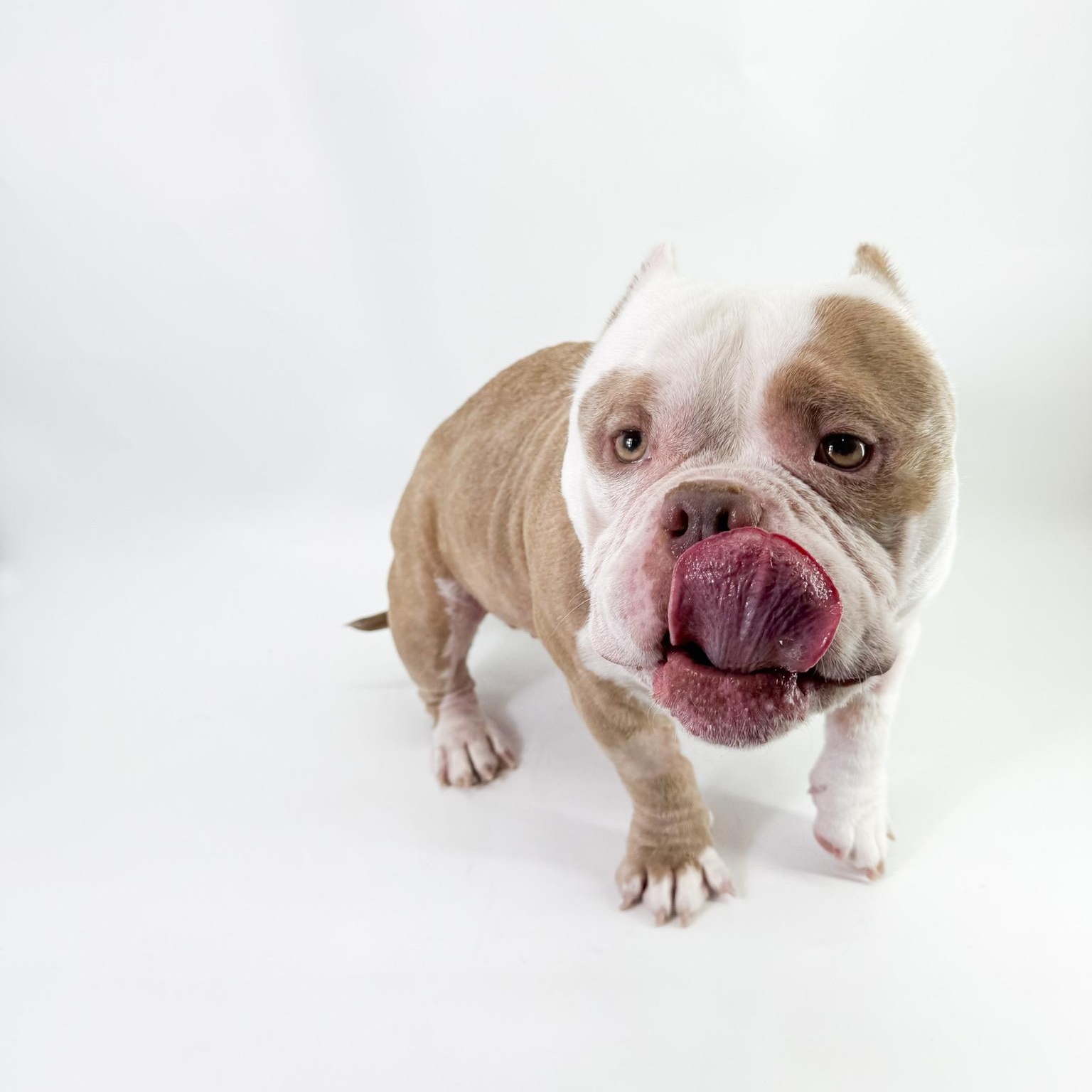 Enlarge Goomba , a ADOPTABLE American Bully in Scottsdale, AZ image 4/4