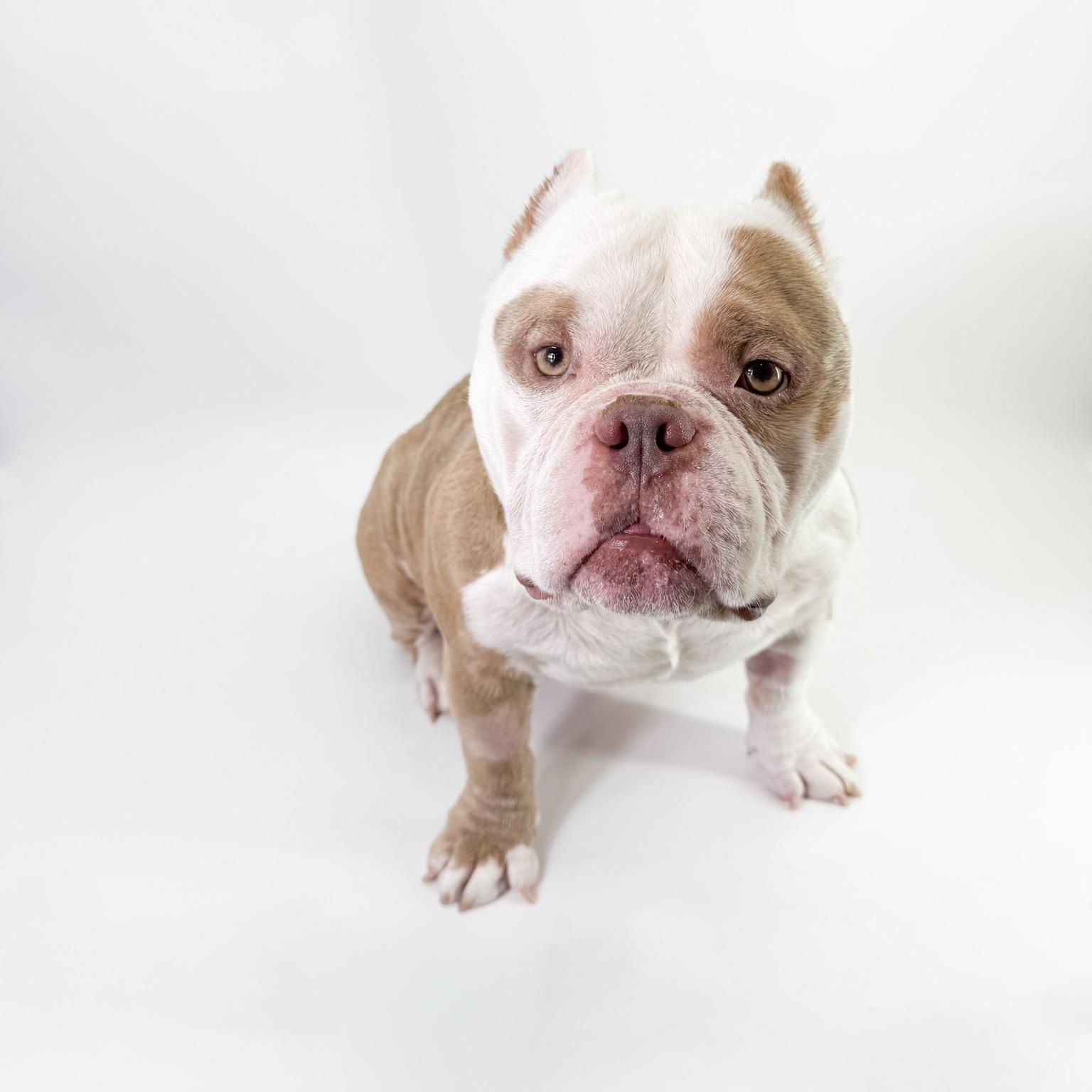 Enlarge Goomba , a ADOPTABLE American Bully in Scottsdale, AZ image 2/4