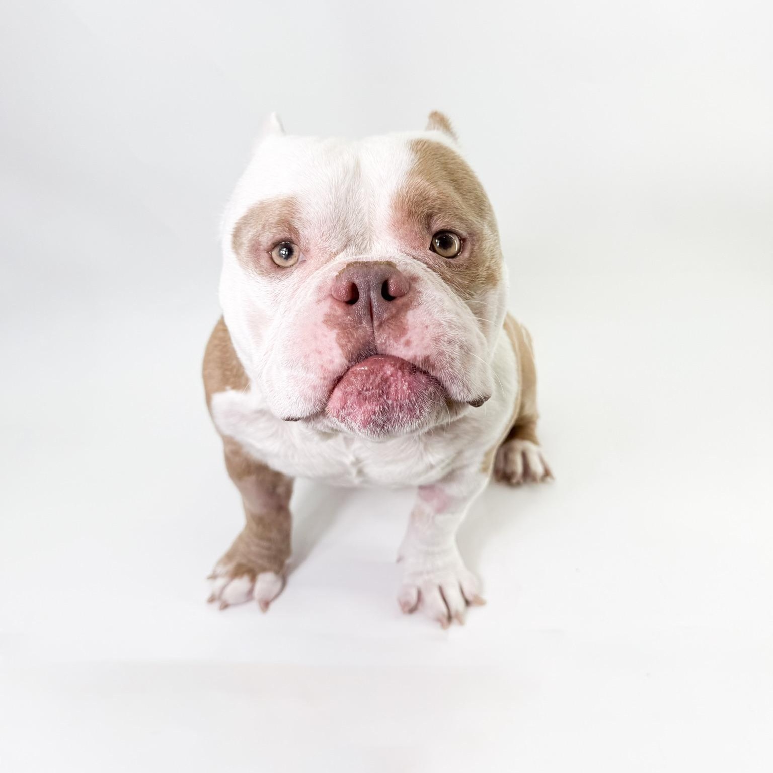 Goomba , ADOPTABLE, Adult Male American Bully.