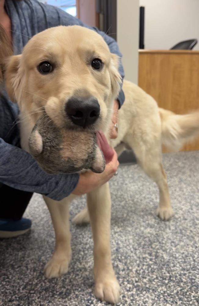 Boomer, Adoptable, Puppy Male Golden Retriever.