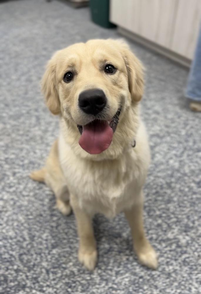 Enlarge Boomer, a Adoptable Golden Retriever in Bemidji, MN image 2/2