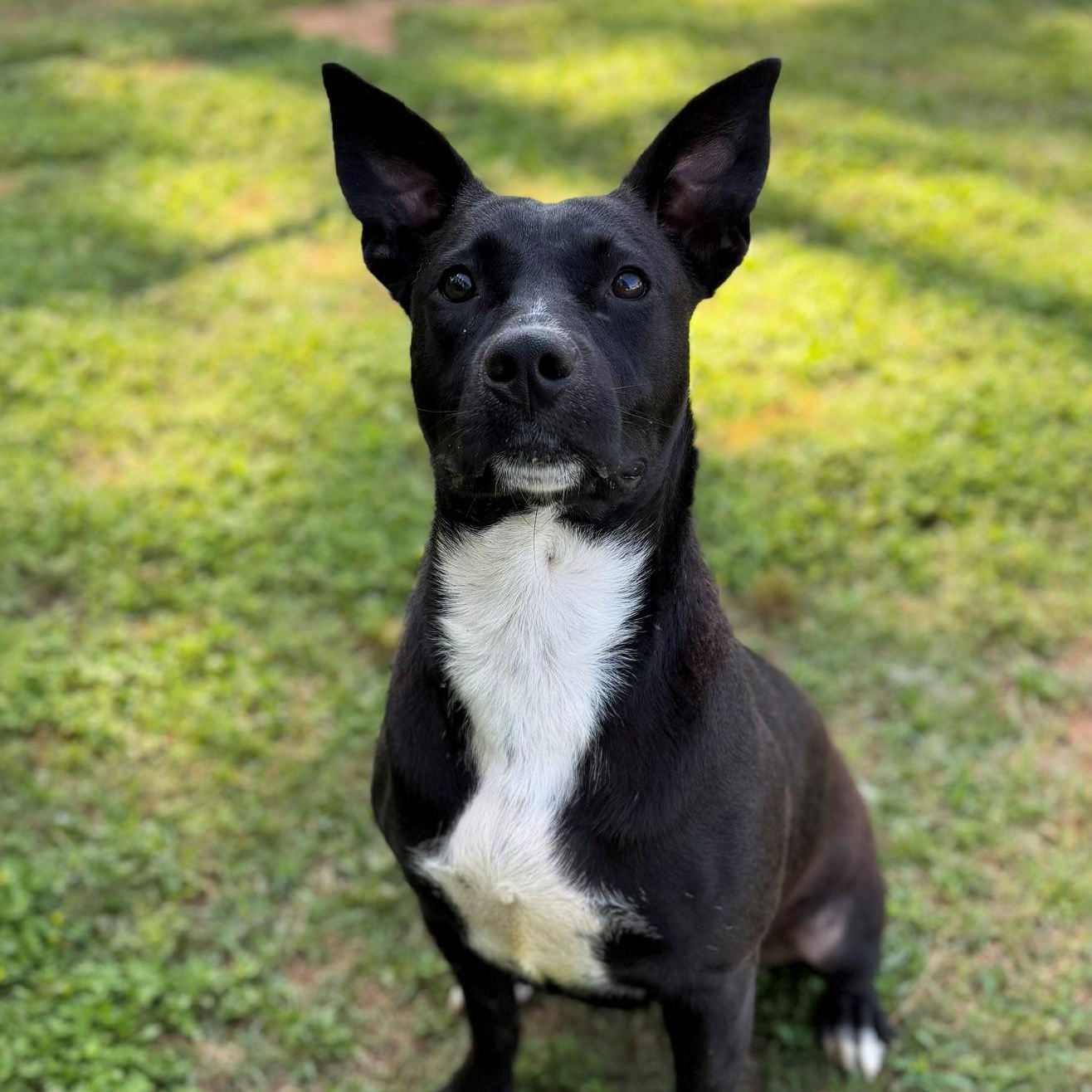 Jupiter, ADOPTABLE, Adult Female Labrador Retriever.