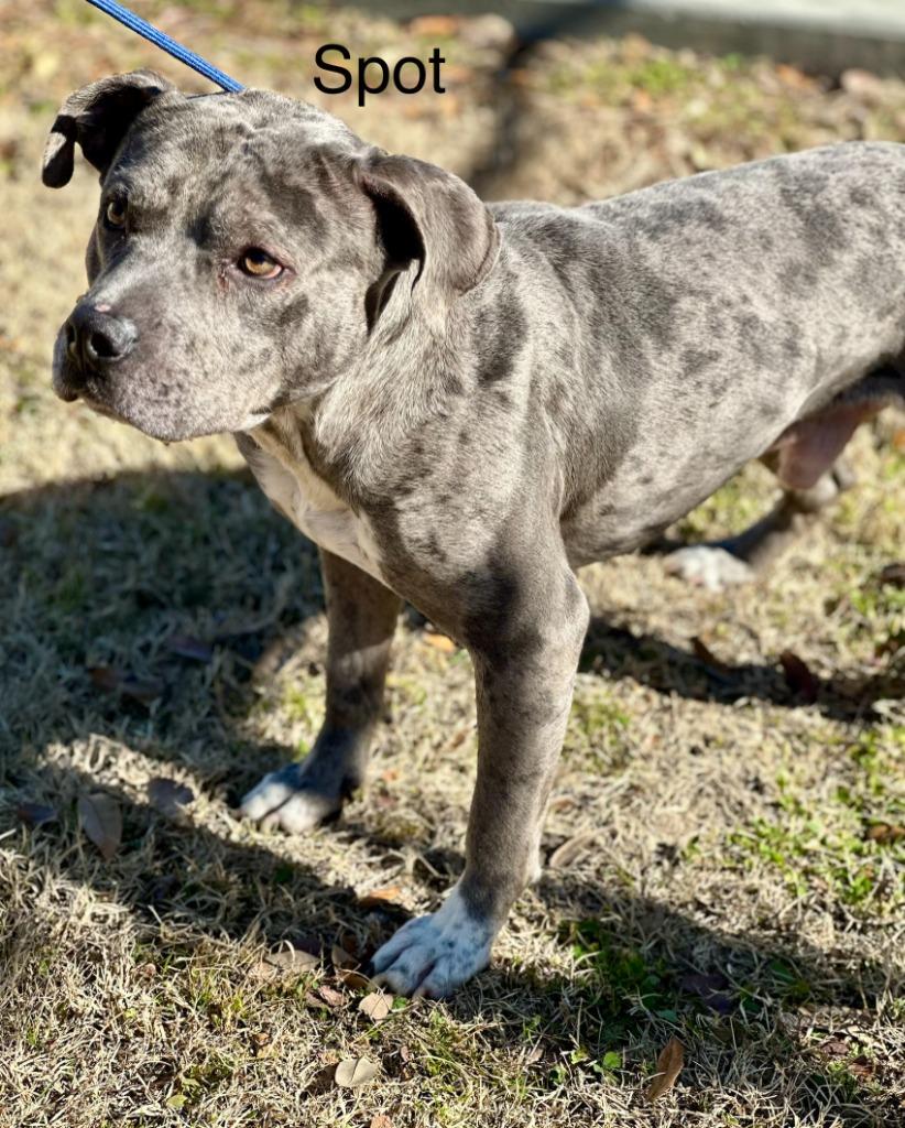 Spot, Adoptable, Adult Male Pit Bull Terrier.