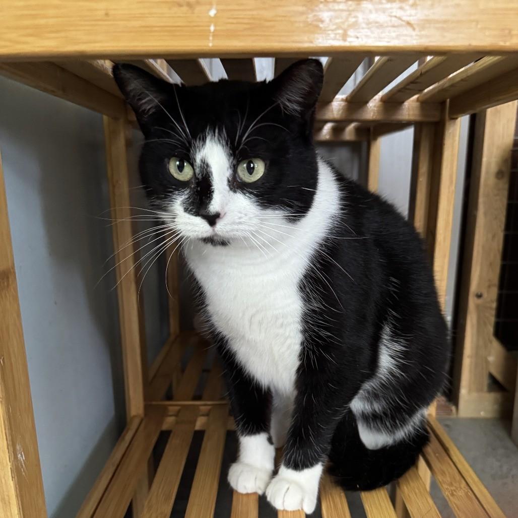 Ellamay, Adoptable, Young Female Tuxedo.