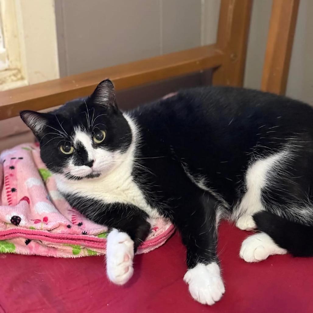 Cruella, Adoptable, Young Female Tuxedo.