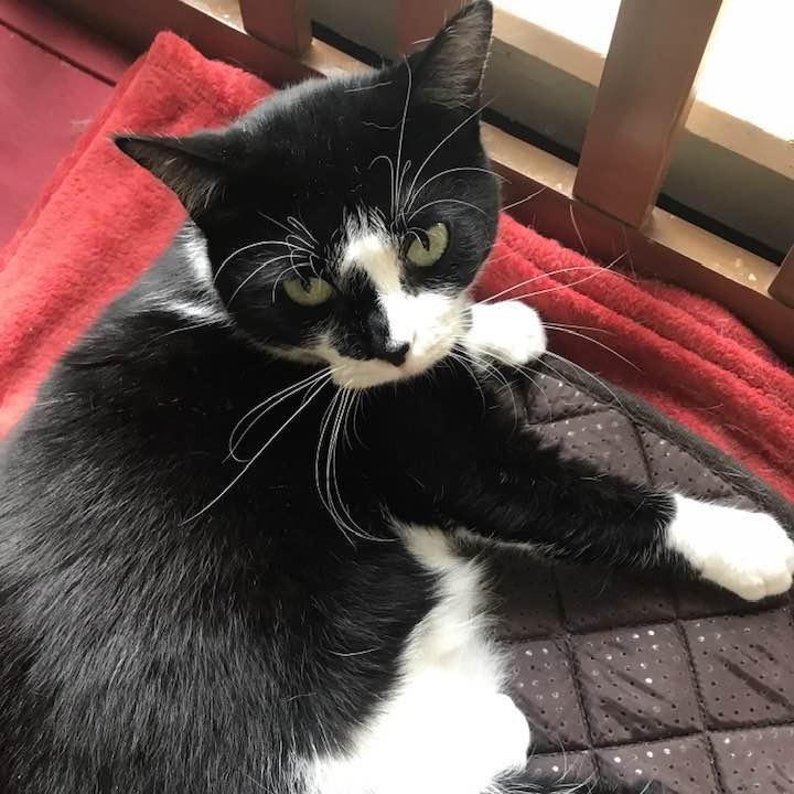 Enlarge Ellamay, a Adoptable Tuxedo in Richland, MI image 3/4