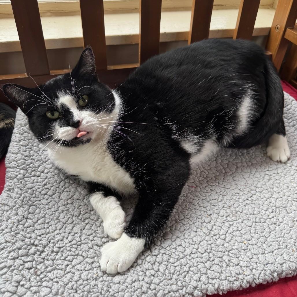 Enlarge Ellamay, a Adoptable Tuxedo in Richland, MI image 4/4