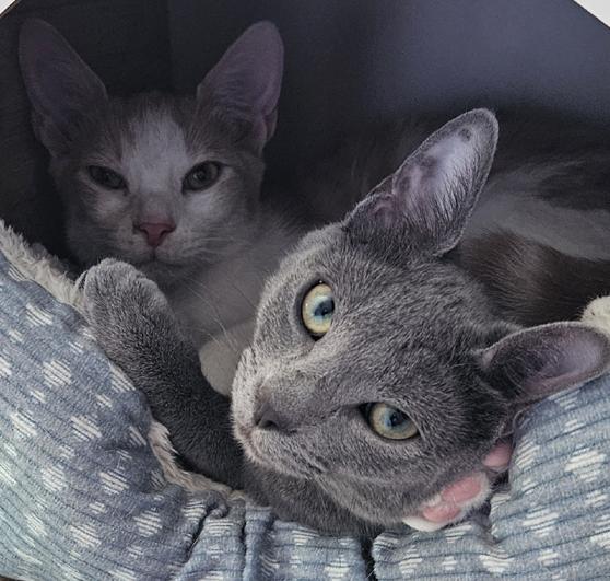 Enlarge Beautiful Scarlett Russian Blue Kitten, a ADOPTABLE Russian Blue in Metairie, LA image 5/6
