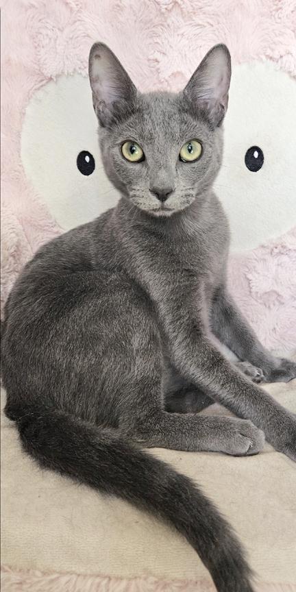 Enlarge Beautiful Scarlett Russian Blue Kitten, a ADOPTABLE Russian Blue in Metairie, LA image 2/6