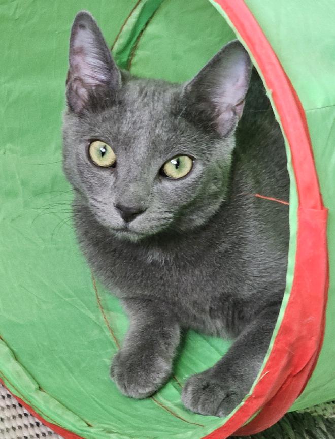 Enlarge Beautiful Scarlett Russian Blue Kitten, a ADOPTABLE Russian Blue in Metairie, LA image 1/6