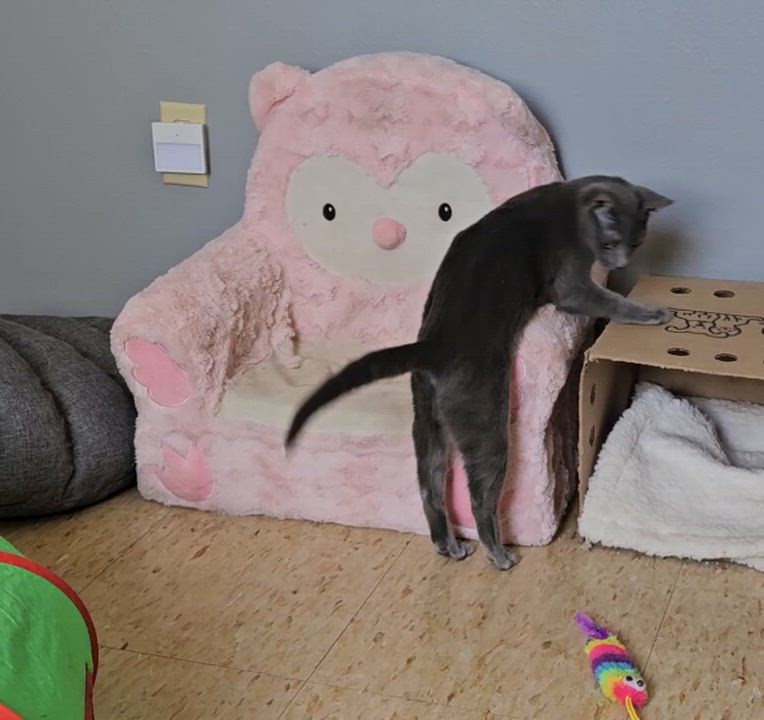 Enlarge Beautiful Scarlett Russian Blue Kitten, a ADOPTABLE Russian Blue in Metairie, LA video 6/6