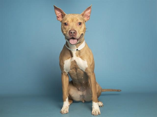 XENA, Adoptable, Young Female Pit Bull Terrier.