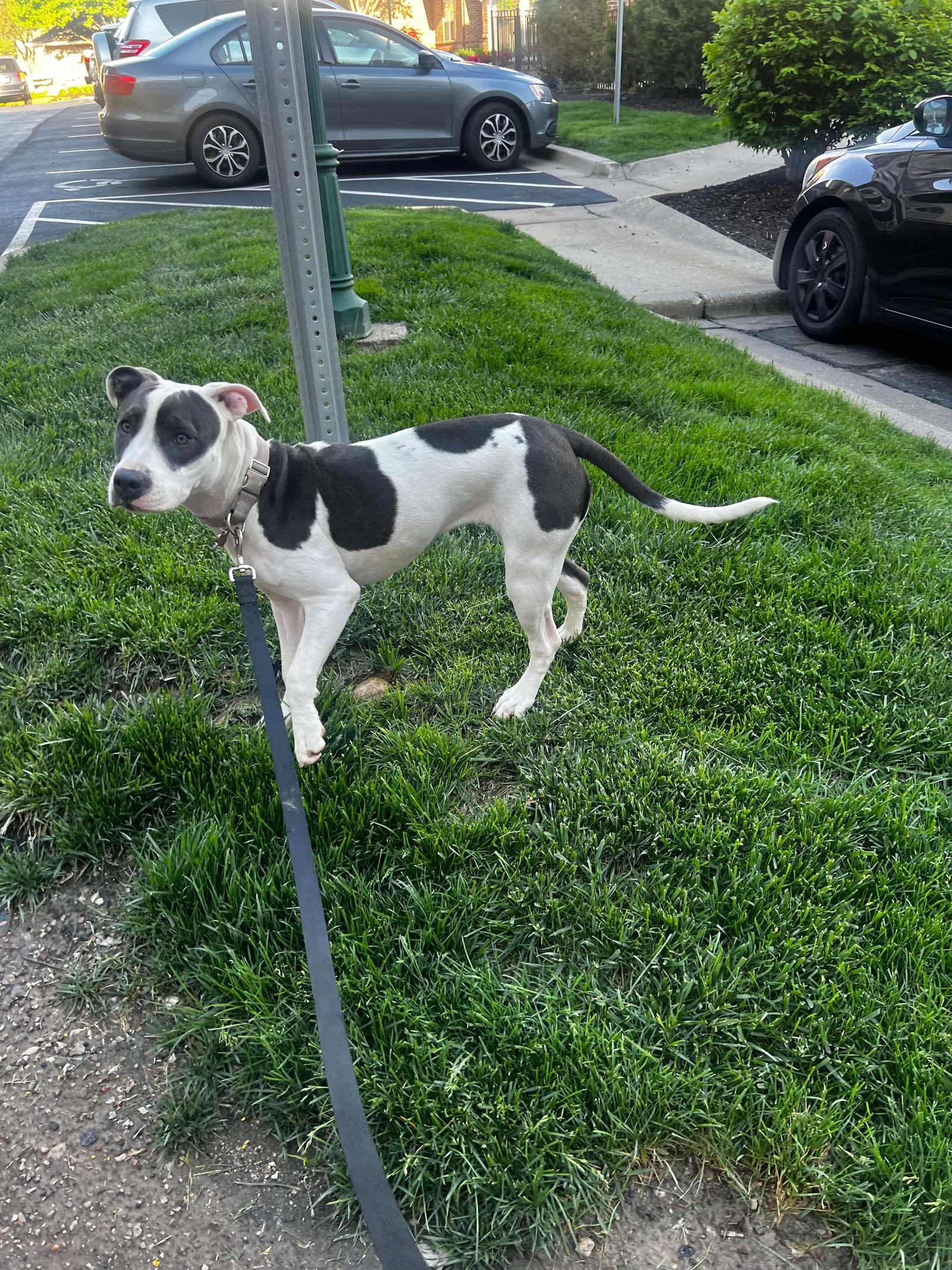 Athena Grace, a Adopted Pit Bull Terrier in Merriam, KS image 1/3