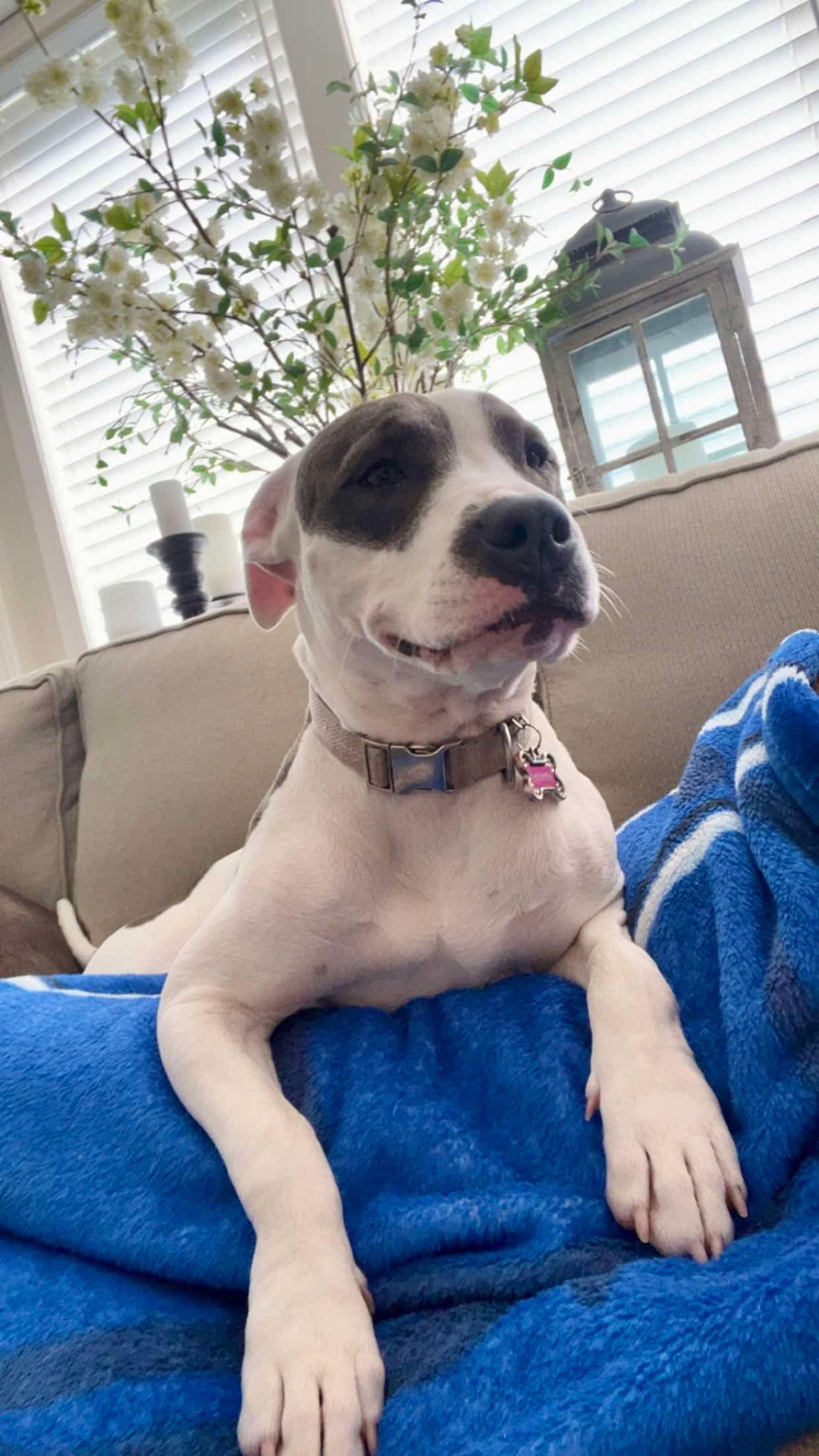 Athena Grace, a Adopted Pit Bull Terrier in Merriam, KS image 2/3