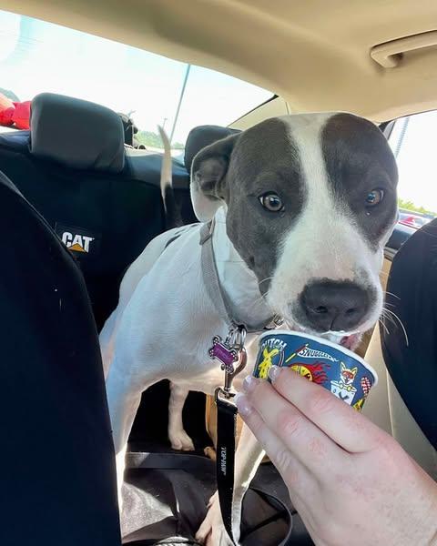 Athena Grace, a Adopted Pit Bull Terrier in Merriam, KS image 3/3