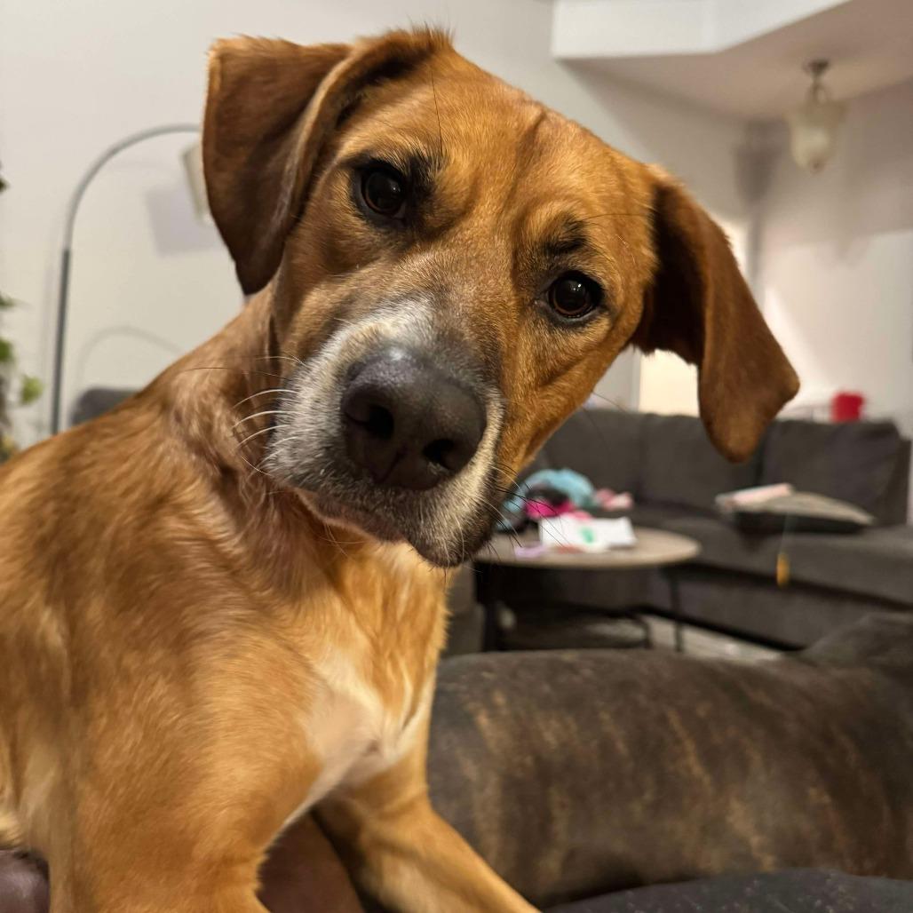 Enlarge Wally, a Adoptable Mixed Breed in Flintstone, MD image 1/6